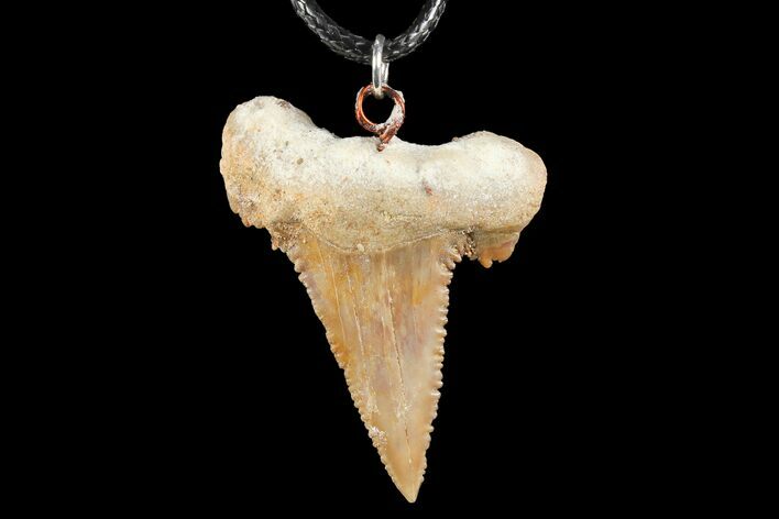 Fossil Shark (Palaeocarcharodon) Tooth Necklace -Morocco #110196